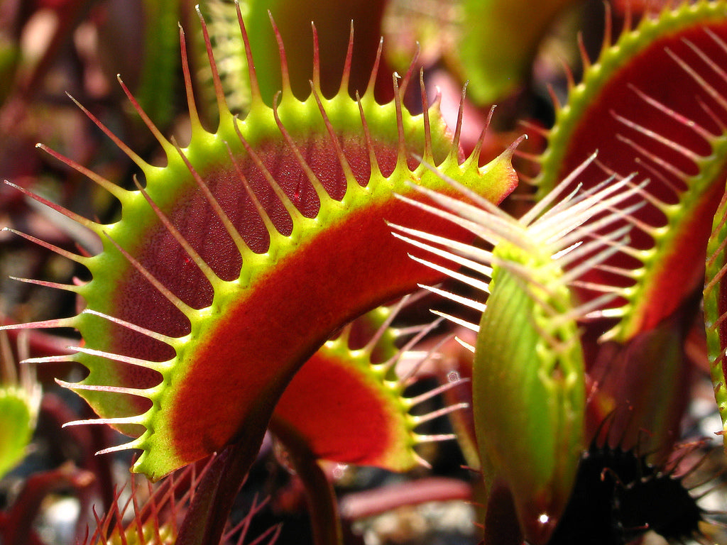 OFFERTA 3 PIANTE CARNIVORE DIONEA MUSCIPULA VASO 9CM