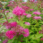 SPIRAEA JAPONICA ANTHONY WATERER VASO 19CM