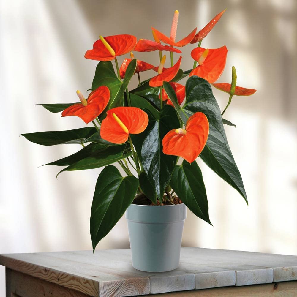ANTHURIUM MINNESOTA ROSSO IN VASO 17CM