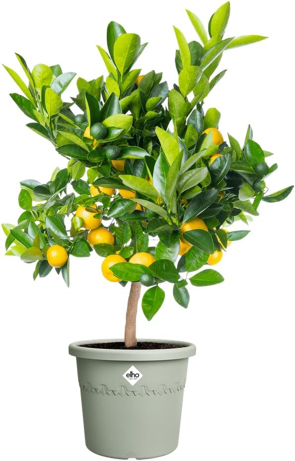 VASO ALGARVE CILINDRO 48CM VERDE TIMO