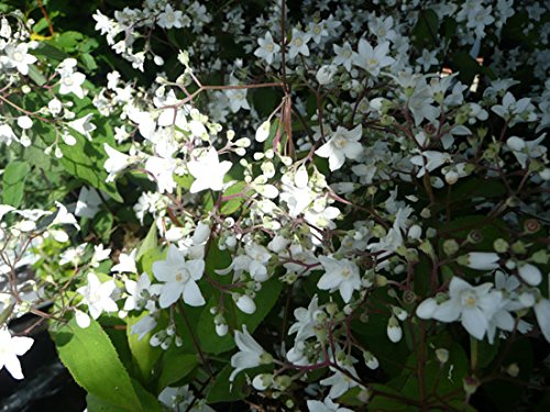 DEUTZIA MAGICAL SILVER STAR VASO 17CM