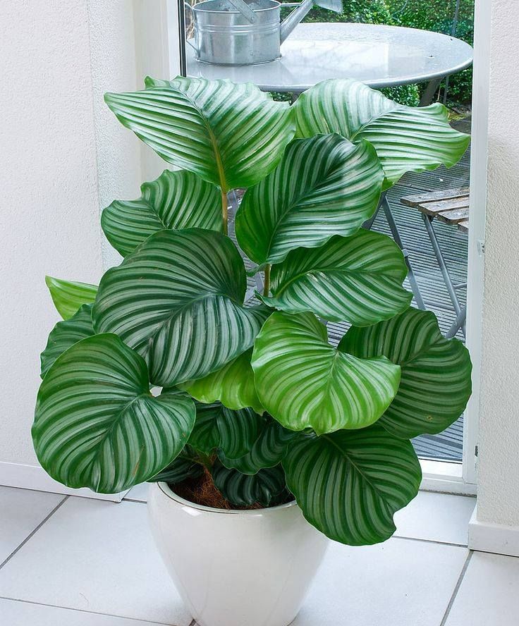 CALATHEA ORBIFOLIA IN VASO 11CM