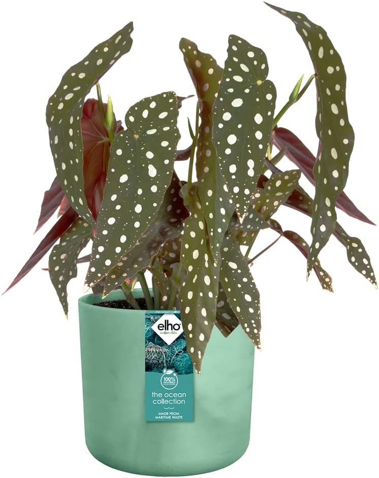 VASO THE OCEAN COLLECTION ROUND 22CM VERDE PACIFICO