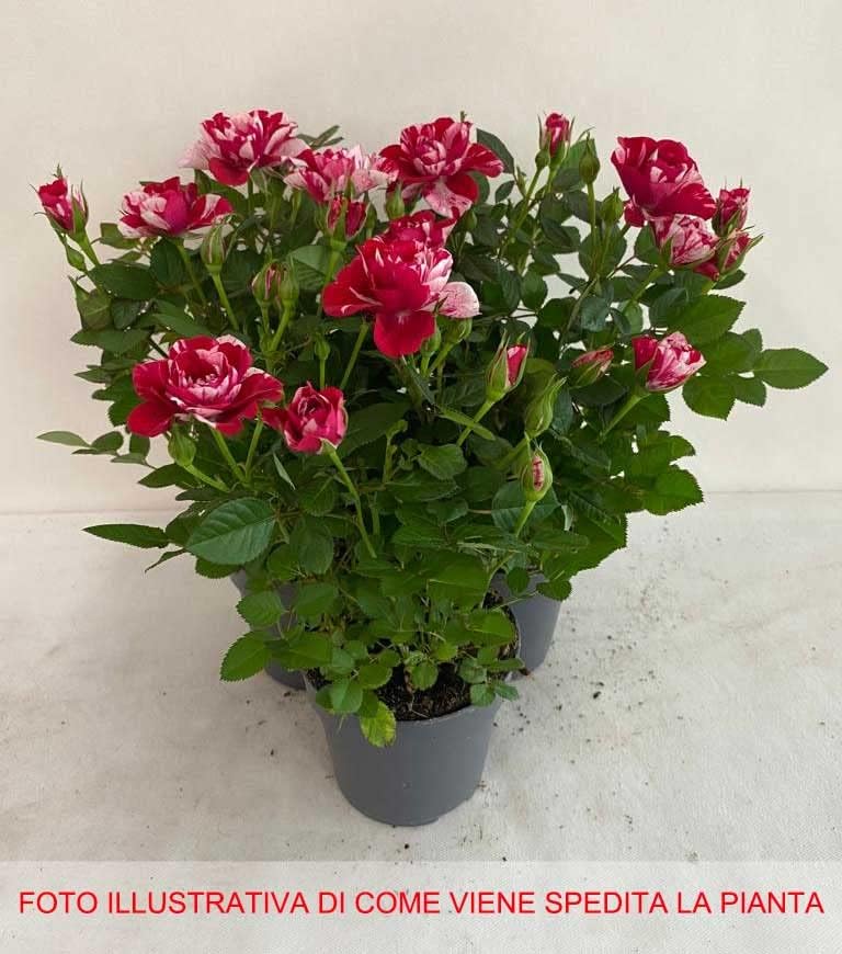 ROSA PARADE GIGI VASO 10.5CM