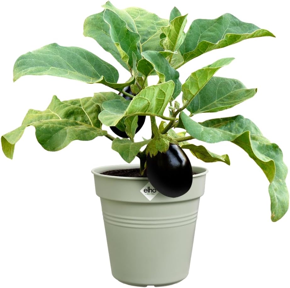 VASO GREEN BASICS GROWPOT 30CM VERDE PIETRA