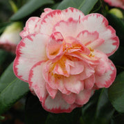 CAMELIA JAPONICA MARGARET DAVIS VASO 17CM
