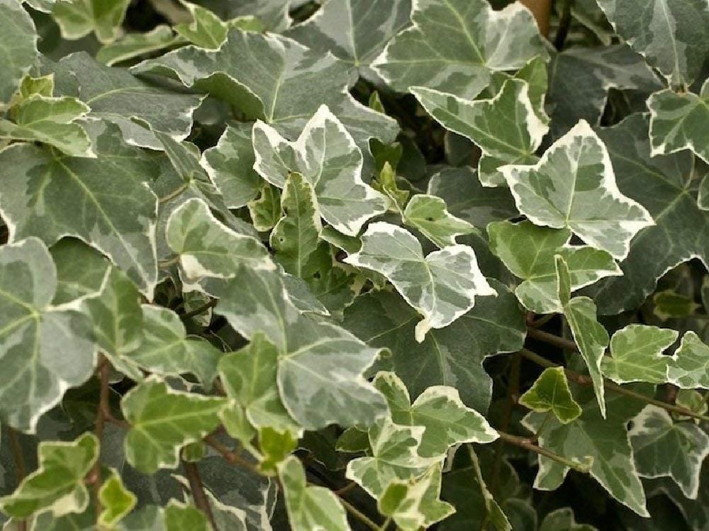 EDERA VARIEGATA VASO 8.5CM