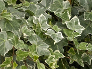 EDERA VARIEGATA VASO 8.5CM