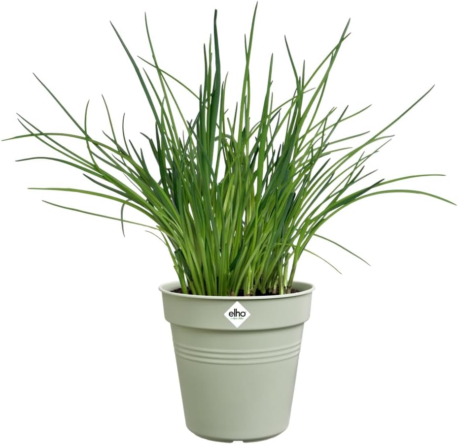 VASO GREEN BASICS GROWPOT 11CM VERDE PIETRA
