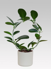 HOYA AUSTRALIS FIORE DI CERA VASO 12CM + COPRIVASO Ø 14 BIANCO