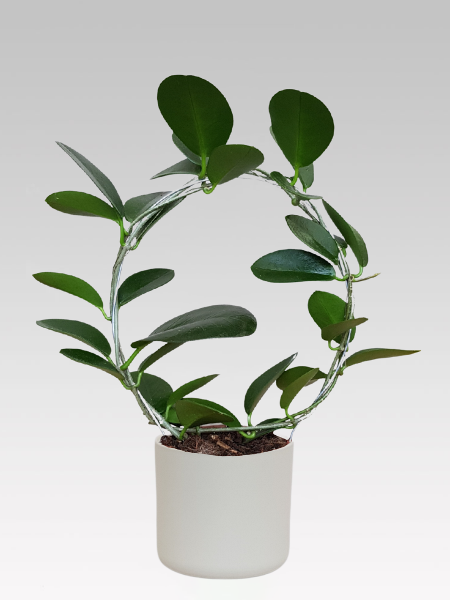HOYA AUSTRALIS FIORE DI CERA VASO 12CM + COPRIVASO Ø 14 BIANCO