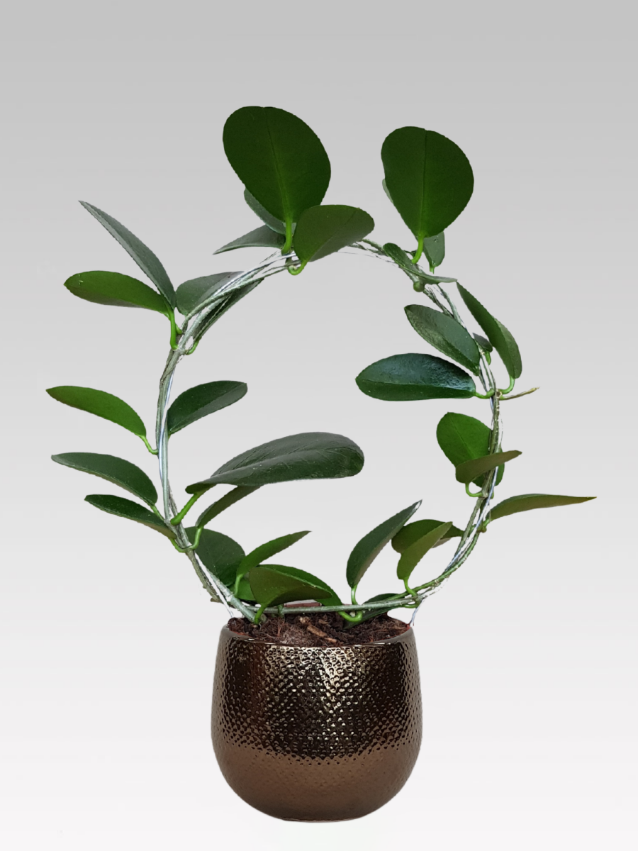 HOYA AUSTRALIS FIORE DI CERA VASO 12CM + COPRIVASO A SCELTA