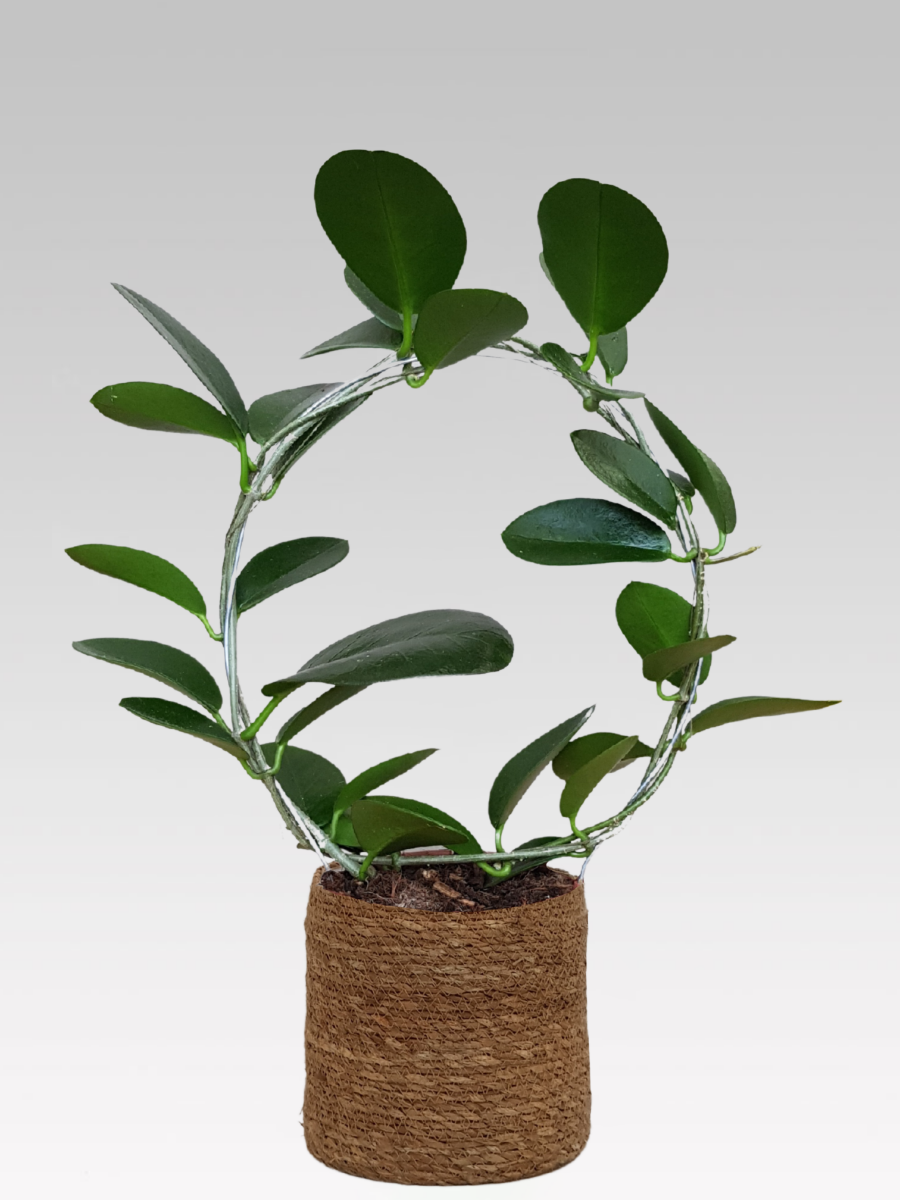 HOYA AUSTRALIS FIORE DI CERA VASO 12CM + COPRIVASO A SCELTA