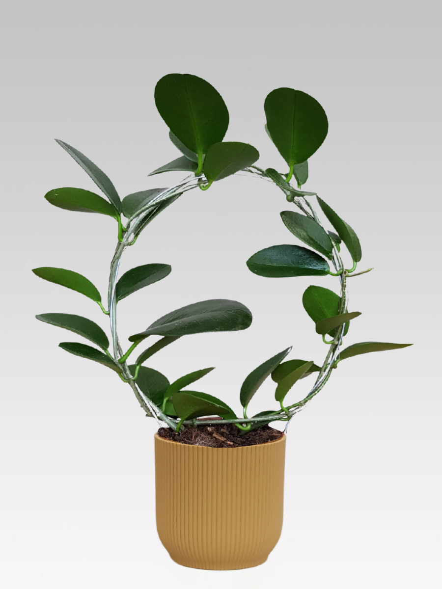 HOYA AUSTRALIS FIORE DI CERA VASO 12CM + COPRIVASO A SCELTA