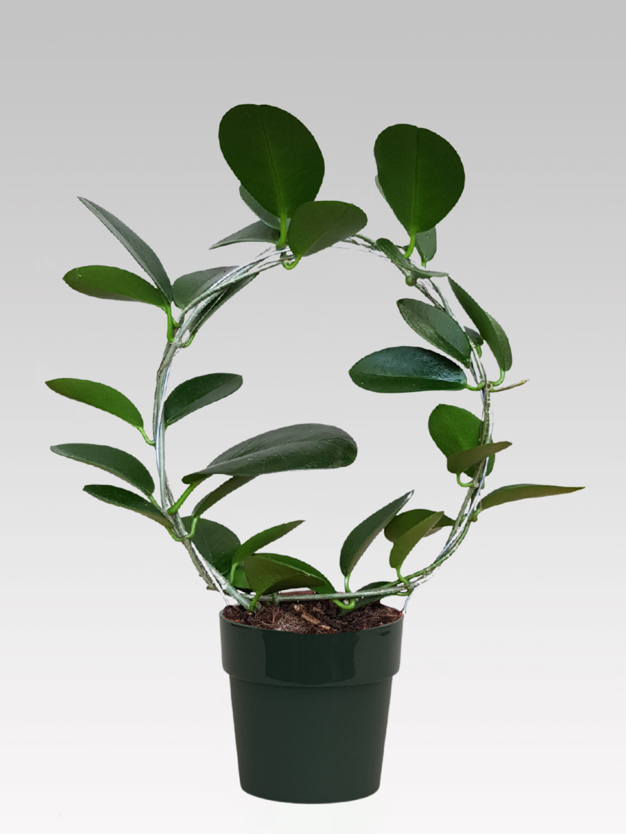 HOYA AUSTRALIS FIORE DI CERA VASO 12CM + COPRIVASO A SCELTA