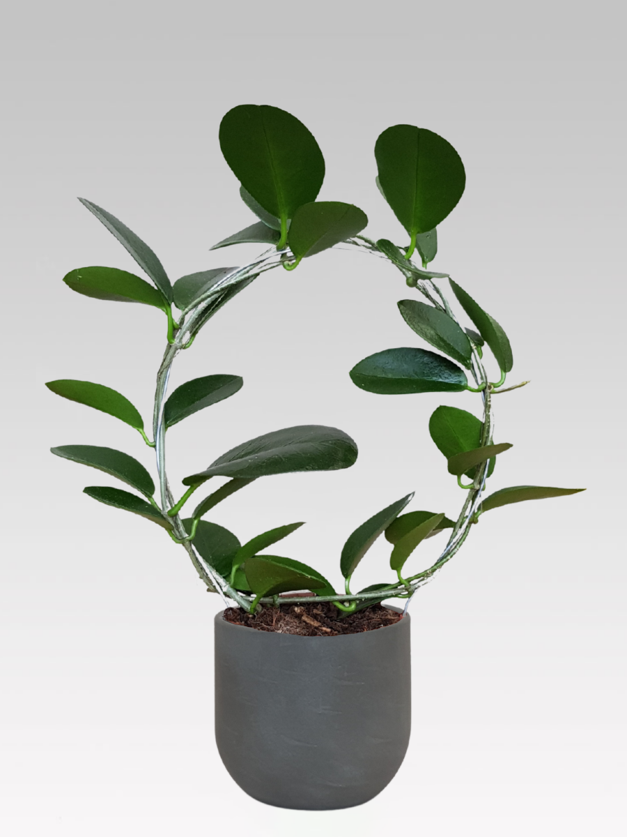 HOYA AUSTRALIS FIORE DI CERA VASO 12CM + COPRIVASO A SCELTA