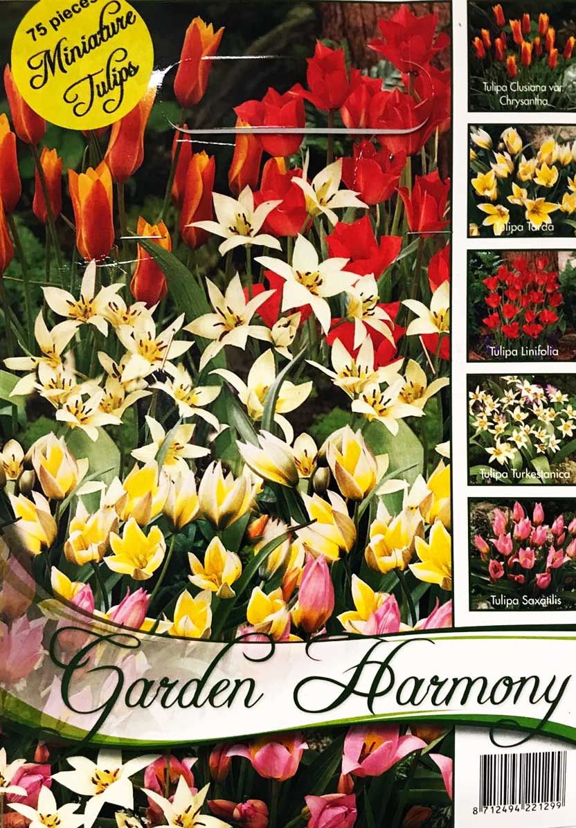 COLLEZIONE DI 75 BULBI TULIPANI IN MINIATURA MIX