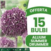 OFFERTA 15 BULBI ALLIUM SUMMER DRUMMER