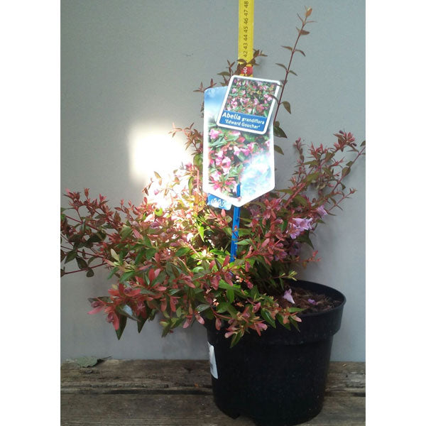 ABELIA GRANDIFLORA EDWARD GOUCHER VASO 17CM