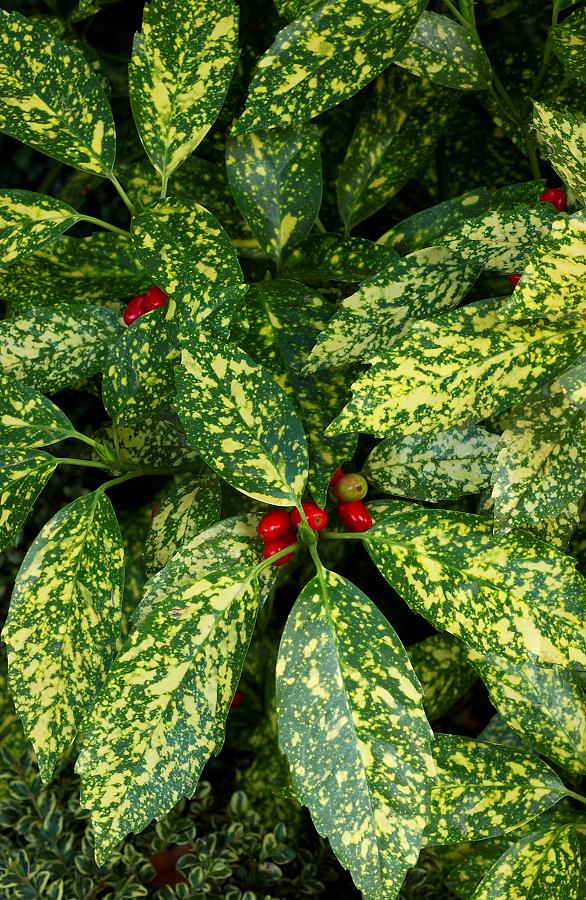 AUCUBA JAPONICA CROTONIFOLIA VASO 21CM