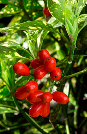 AUCUBA JAPONICA CROTONIFOLIA VASO 14CM