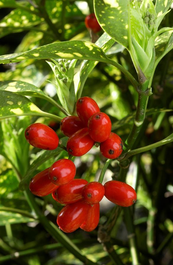 AUCUBA JAPONICA CROTONIFOLIA VASO 14CM
