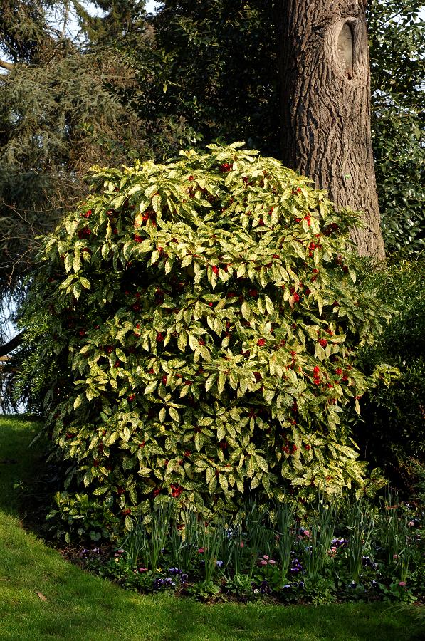 AUCUBA JAPONICA CROTONIFOLIA VASO 21CM