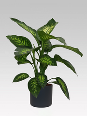DIEFFENBACHIA VASO 19CM + COPRIVASO Ø 22 ANTRACITE