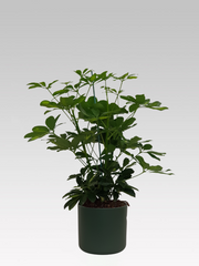 SCHEFFLERA GOLD CAPPELLA IN VASO 17CM + COPRIVASO Ø 18 VERDE