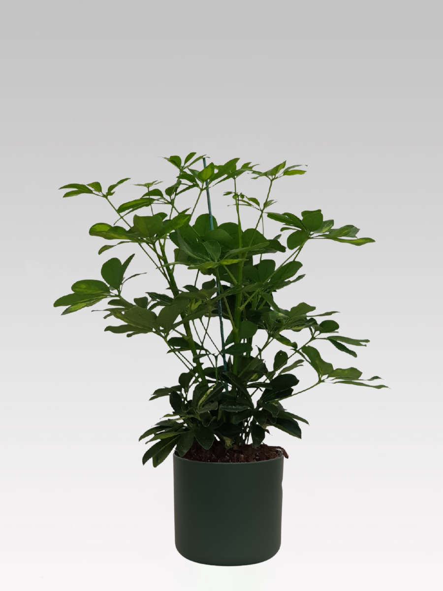 SCHEFFLERA GOLD CAPPELLA IN VASO 17CM + COPRIVASO Ø 18 VERDE