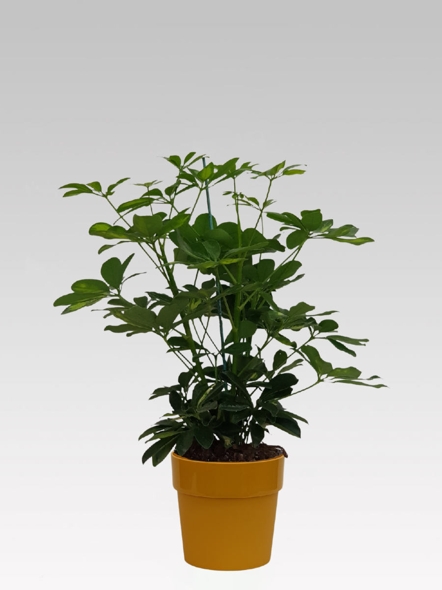 SCHEFFLERA GOLD CAPPELLA IN VASO 17CM + COPRIVASO Ø 18 OCRA