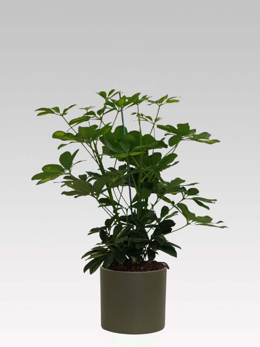 SCHEFFLERA GOLD CAPPELLA IN VASO 17CM + COPRIVASO Ø 19,5 VERDE CHIARO