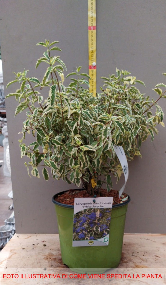 CARYOPTERIS CLAN WHITE SURPRISE VASO 18CM