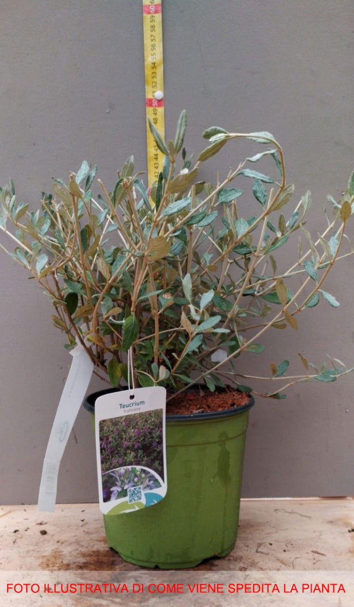 TEUCRIUM FRUTICANS VASO 18CM