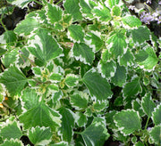 3 PIANTE DI PLECTRANTHUS O INCENSO  IN VASO 14CM