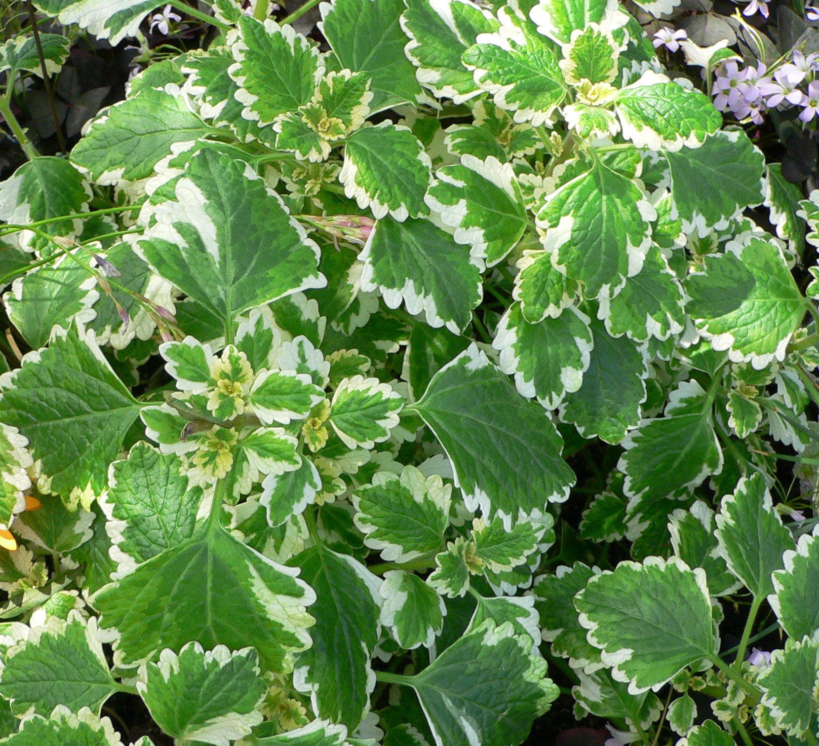PLECTRANTHUS O INCENSO  IN VASO 14CM