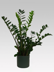 ZAMIOCULCAS IN VASO 19CM + COPRIVASO Ø 18 VERDE