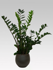 ZAMIOCULCAS IN VASO 19CM + COPRIVASO Ø 23 VERDE SCURO