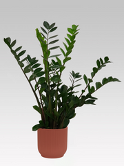 ZAMIOCULCAS IN VASO 19CM + COPRIVASO Ø 18 ROSA