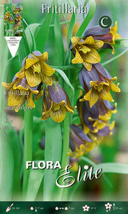 Bulbi di Fritillaria Uva-Vulpis 15 Bulbi