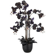 Orchidea Phalaenopsis 6 Steli Vaso Nero 10cm 22x19,5cm