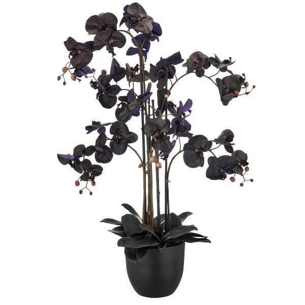 Orchidea Phalaenopsis 6 Steli Vaso Nero 10cm 22x19,5cm