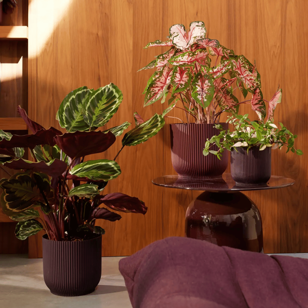 VASO THE WINERY COLLECTION 18CM ROSSO BORDEAUX