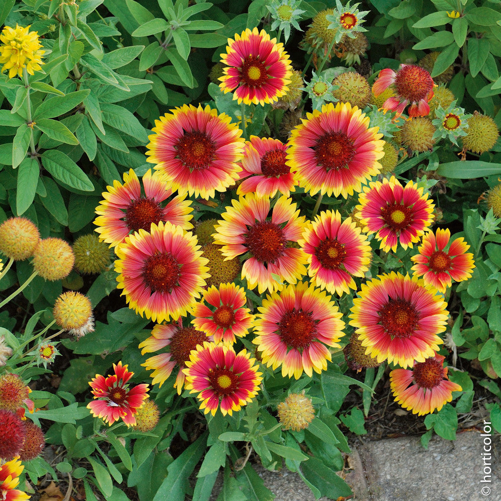 GAILLARDIA COLORE ASSORTITO VASO 19CM