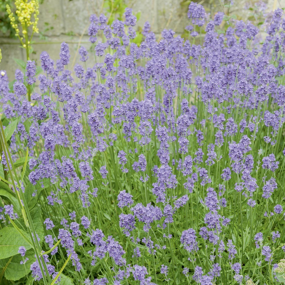 OFFERTA 3 PIANTE DI LAVANDA NANA HIDCOTE IN VASO 14CM