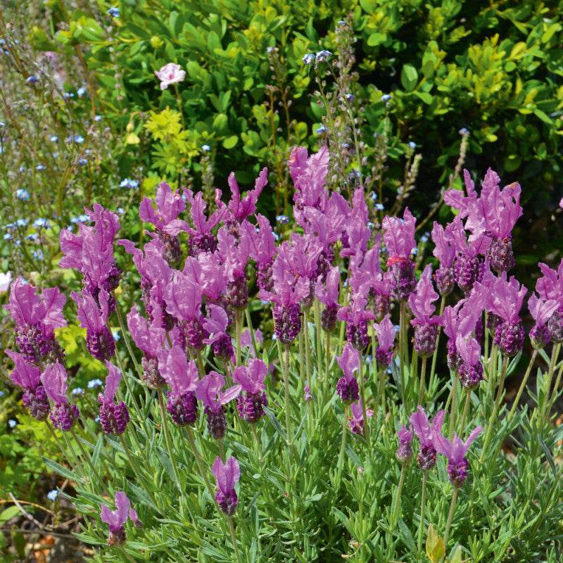LAVANDA STOECHAS IN VASO 14CM