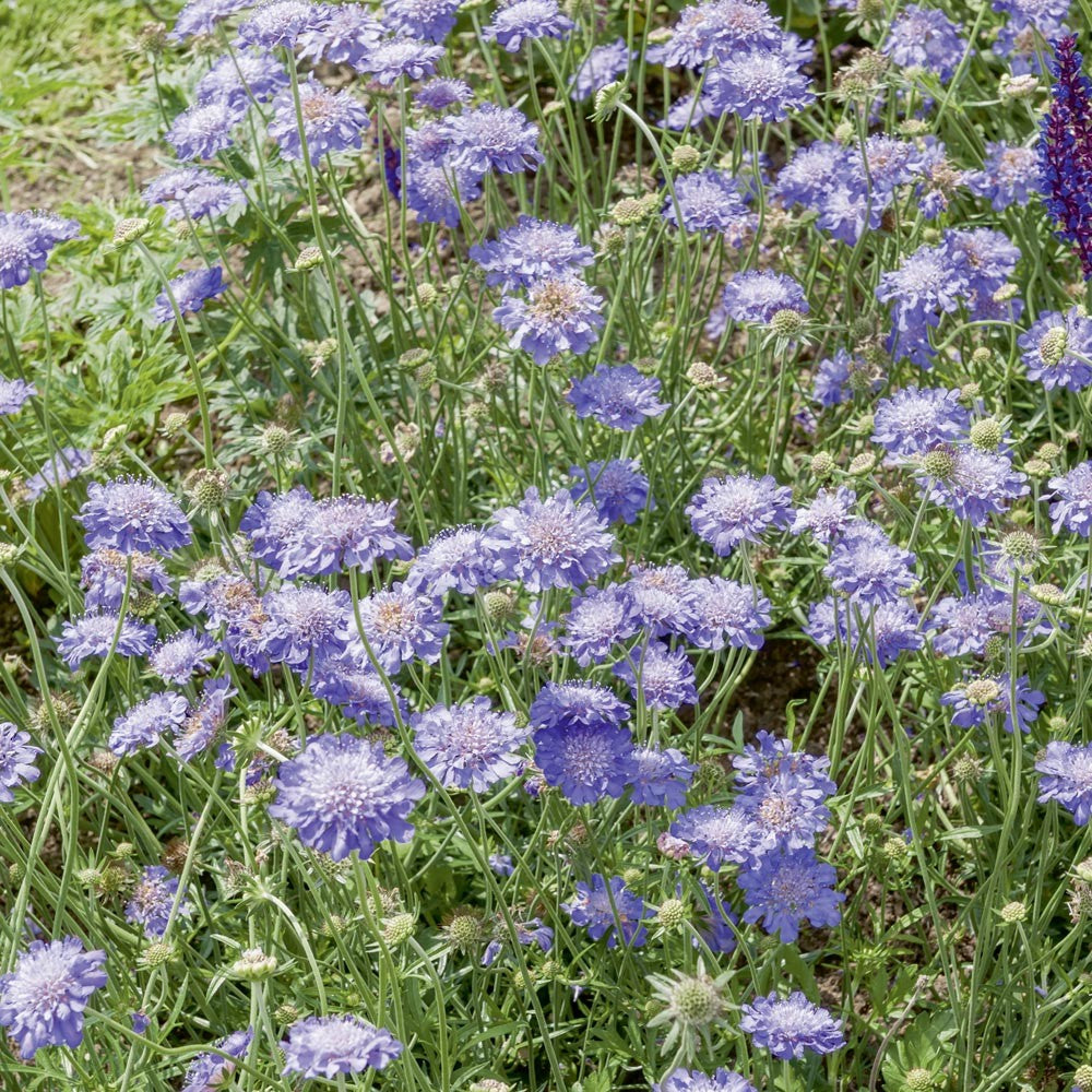 SCABIOSA COLUMBARIA BUTTERFLY BLUE VASO DA 17CM