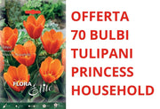 OFFERTA 70 BULBI DI TULIPANO KAUFMANNIANA PRINCESS HOUSEHOLD