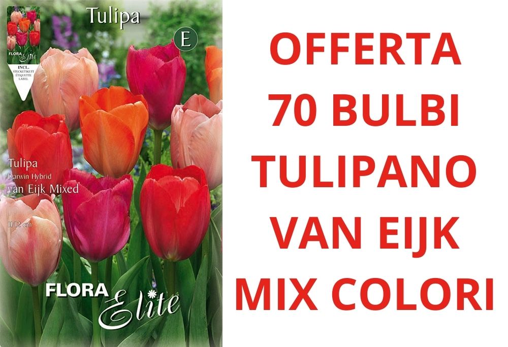 OFFERTA 70 BULBI TULIPANO DARWIN VAN EIJK MIXED