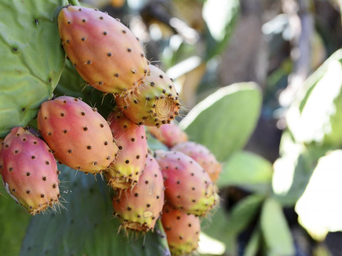 FICO D'INDIA OPUNTIA INDICA VASO 17CM